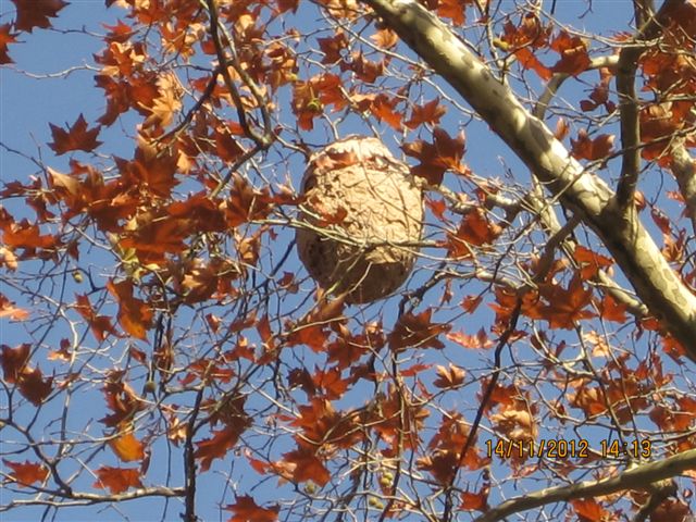 Avisperos16112012009